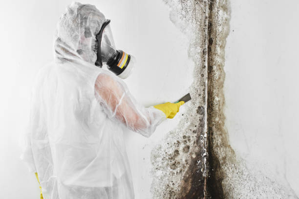 Best Attic Mold Removal  in Berlin, MD