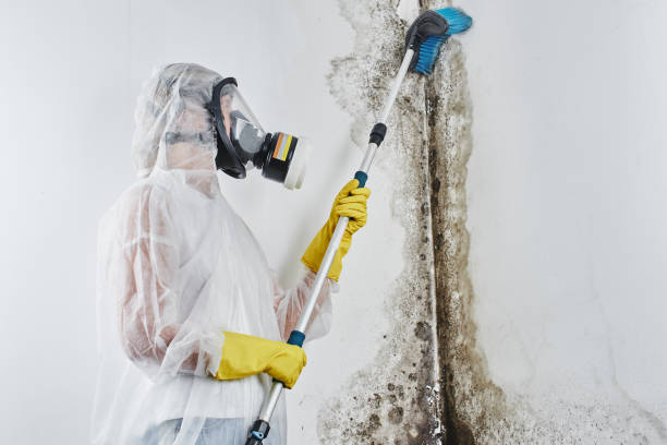 Best Professional Mold Removal  in Berlin, MD