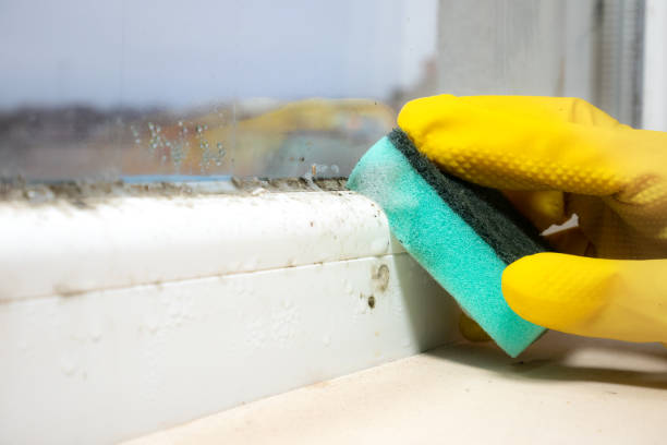 Best Toxic Mold Removal  in Berlin, MD