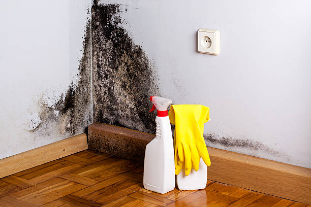 Home Mold Removal in Berlin, MD