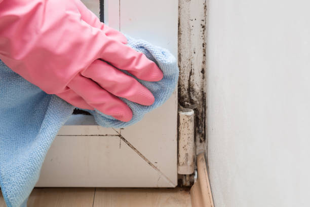 Best Attic Mold Removal  in Berlin, MD