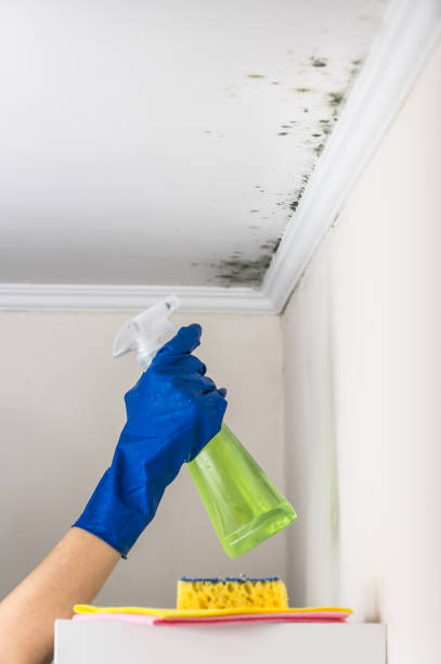 Best Certified Mold Removal  in Berlin, MD